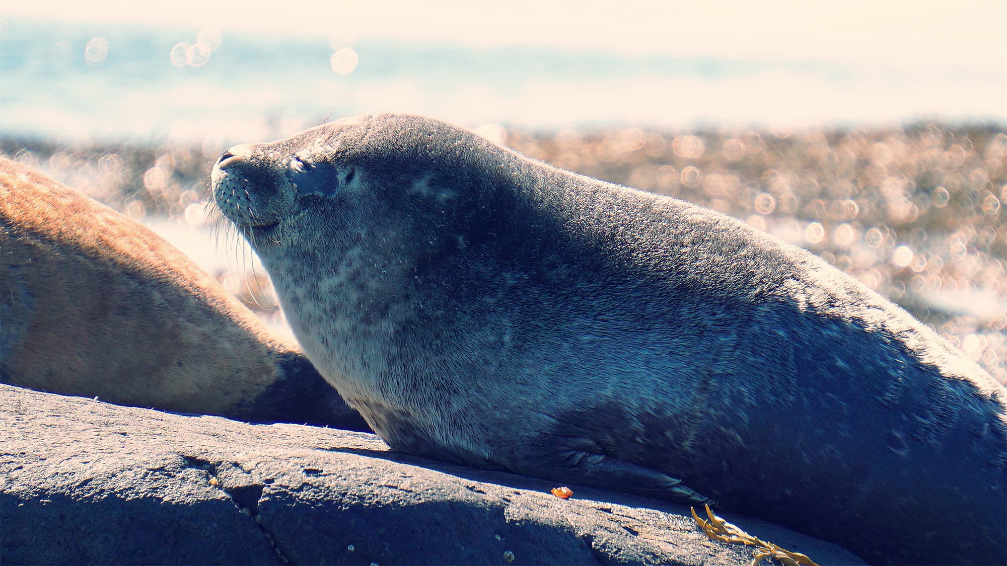 LOVE ICELAND SEALS
