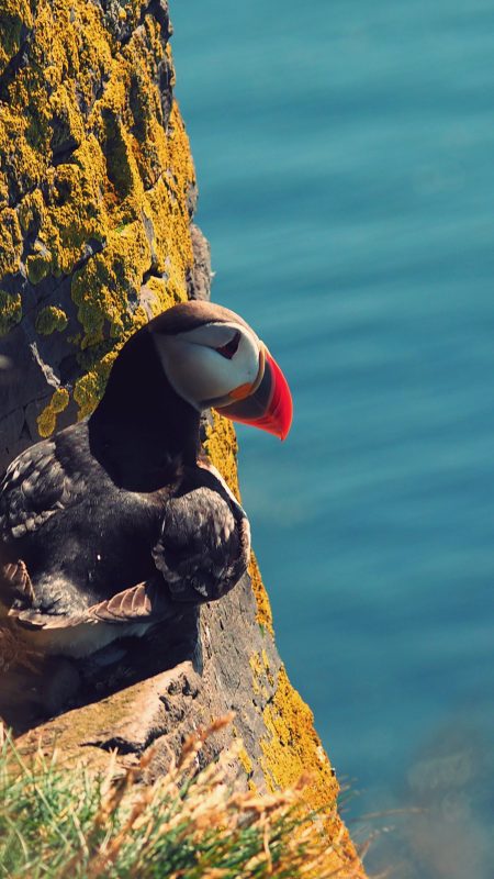 Puffin Collection